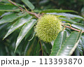 実り始めた栗の実と栗の木 113393870