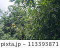 実り始めた栗の実と栗の木 113393871