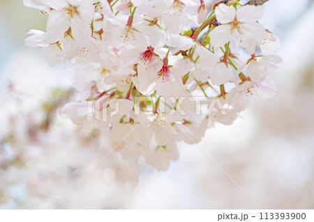 満開の桜 113393900
