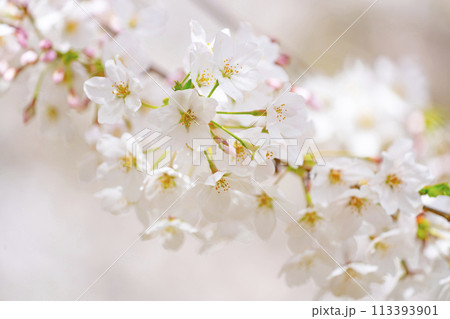 満開の桜 満開の桜 113393901