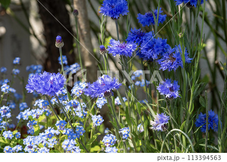 青色のヤグルマギクとエゾムラサキ 青色のヤグルマギクとエゾムラサキ 113394563