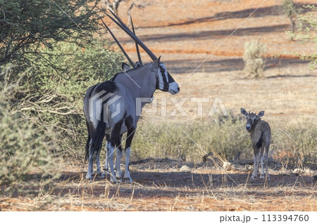 Picture of an Oryx family with baby standing in front of a dune in the Namibian Kalahari Picture of an Oryx family with baby standing in front of a dune in the Namibian Kalahari 113394760