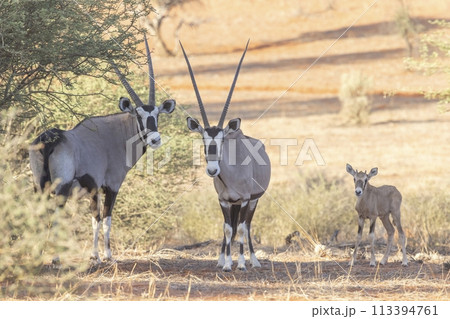 Picture of an Oryx family with baby standing in front of a dune in the Namibian Kalahari Picture of an Oryx family with baby standing in front of a dune in the Namibian Kalahari 113394761