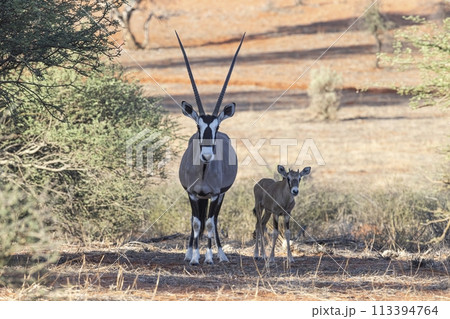 Picture of an Oryx family with baby standing in front of a dune in the Namibian Kalahari 113394764