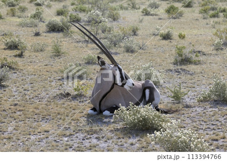 Picture of an Oryx antelope relaxing in the Namibian Kalahari Picture of an Oryx antelope relaxing in the Namibian Kalahari 113394766