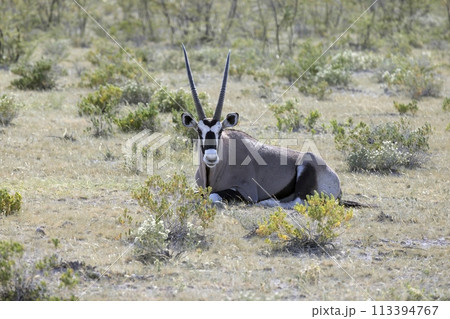 Picture of an Oryx antelope relaxing in the Namibian Kalahari Picture of an Oryx antelope relaxing in the Namibian Kalahari 113394767