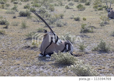 Picture of an Oryx antelope relaxing in the Namibian Kalahari Picture of an Oryx antelope relaxing in the Namibian Kalahari 113394769