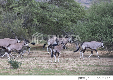 Picture of an group of Oryx antelopes standing in the Namibian Kalahari 113394777