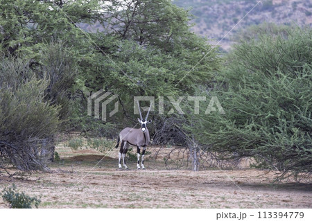 Picture of an Oryx antelope standing in the Namibian Kalahari Picture of an Oryx antelope standing in the Namibian Kalahari 113394779
