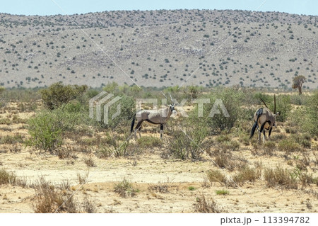 Picture of an group of Oryx antelopes standing in the Namibian Kalahari Picture of an group of Oryx antelopes standing in the Namibian Kalahari 113394782