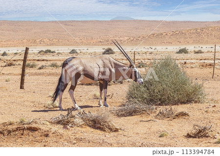 Picture of an Oryx antelope standing in the Namib desert Picture of an Oryx antelope standing in the Namib desert 113394784