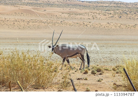 Picture of an Oryx antelope standing in the Namib desert Picture of an Oryx antelope standing in the Namib desert 113394787