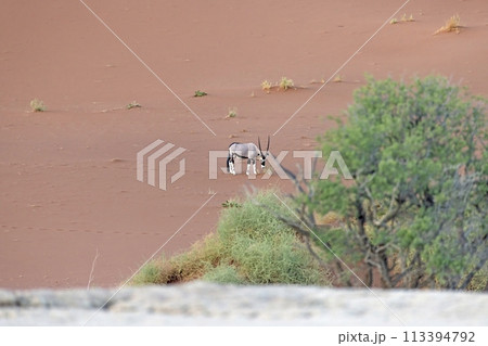 Picture of an Oryx antelope standing in front of a dune in the Namib desert 113394792