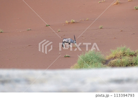 Picture of an Oryx antelope standing in front of a dune in the Namib desert Picture of an Oryx antelope standing in front of a dune in the Namib desert 113394793