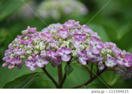 昔ながらのアジサイ寺に華やかな紫陽花の花 113394815