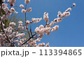 Spring flowering apricot fruit tree. White spring flowers 113394865