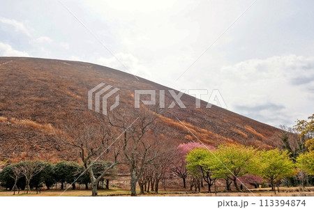 山焼き後の黒い大室山風景 113394874