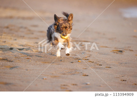 海で遊ぶチワックスの犬 海で遊ぶチワックスの犬 113394909