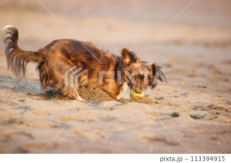 砂浜で遊ぶチワックスのミックス犬 113394915
