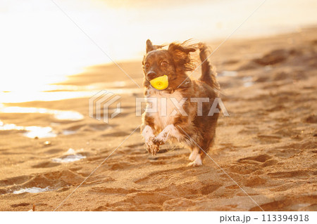 海で遊ぶチワックスの犬 海で遊ぶチワックスの犬 113394918