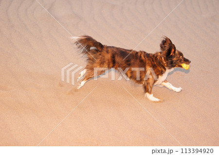 砂浜で遊ぶチワックスのミックス犬 砂浜で遊ぶチワックスのミックス犬 113394920