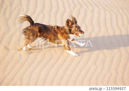 砂浜で遊ぶチワックスのミックス犬 113394927