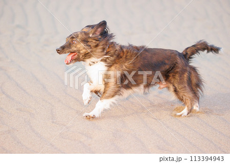 砂浜で遊ぶチワックスのミックス犬 砂浜で遊ぶチワックスのミックス犬 113394943