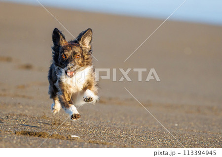 海で遊ぶチワックスの犬 113394945