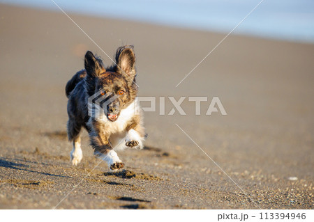 海で遊ぶチワックスの犬 113394946