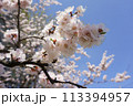 Blooming apricot branch on a blue sky background. White spring flowers 113394957