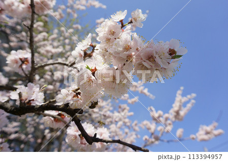 Blooming apricot branch on a blue sky background. White spring flowers Blooming apricot branch on a blue sky background. White spring flowers 113394957