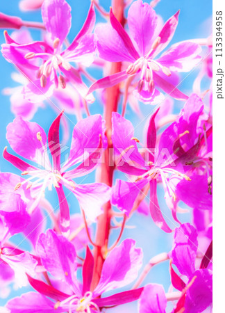 Soft blurred natural background of purple alpine fireweed 113394958