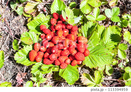 Fresh wild strawberry grow in the summer forest 113394959