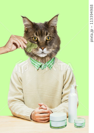 Relaxing treatments for cats. Cat having muzzle lifting massage with gua sha tool and skincare products on table. Contemporary art collage. 113394988