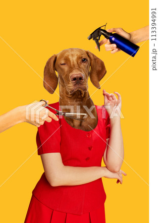 Purebred dog muzzle placed on human body having grooming services doe, stylish hair, having haircut. Contemporary art collage. 113394991