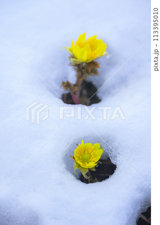 淡雪と福寿草【ピント位置手前の福寿草】 淡雪と福寿草【ピント位置手前の福寿草】 113395010