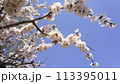 Beautiful blooming apricot branch on a blue sky background. White spring flowers 113395011