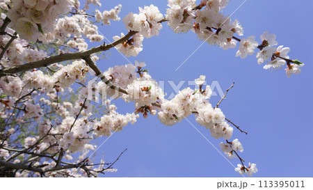 Beautiful blooming apricot branch on a blue sky background. White spring flowers Beautiful blooming apricot branch on a blue sky background. White spring flowers 113395011