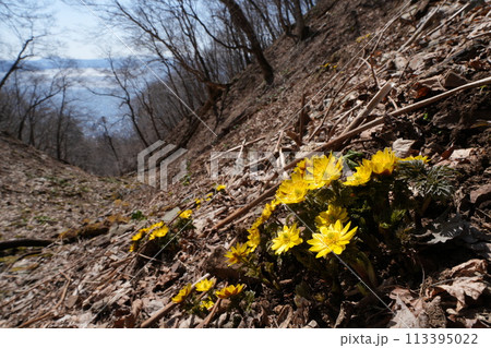 支笏湖の山に咲くキタミフクジュソウ 113395022