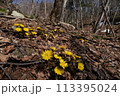 山に自生するキタミフクジュソウの群生 113395024