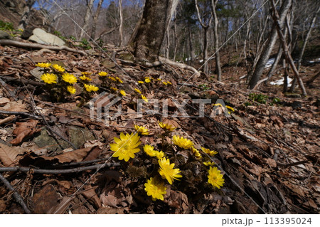 山に自生するキタミフクジュソウの群生 113395024