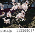 Spring flowering apricot fruit tree. White spring flowers 113395047