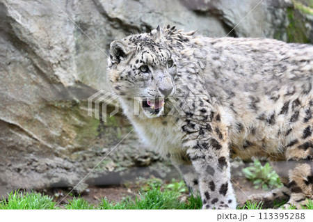 鋭い表情のユキヒョウ 多摩動物公園 東京都日野市 鋭い表情のユキヒョウ 多摩動物公園 東京都日野市 113395288