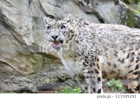 ユキヒョウ　多摩動物公園　東京都日野市 113395291