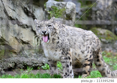 ユキヒョウ　多摩動物公園　東京都日野市 113395298