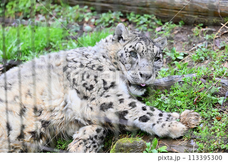 くつろぐユキヒョウ 多摩動物公園 東京都日野市 くつろぐユキヒョウ 多摩動物公園 東京都日野市 113395300