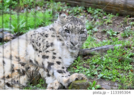 寝転んでカメラを見るユキヒョウ　多摩動物公園　東京都日野市 113395304