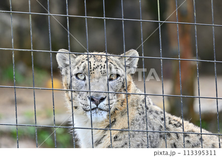 見つめるユキヒョウの顔のアップ 多摩動物公園 東京都日野市 見つめるユキヒョウの顔のアップ 多摩動物公園 東京都日野市 113395311