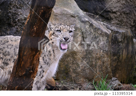 ユキヒョウ　多摩動物公園　東京都日野市 113395314