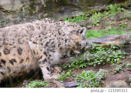 雑草をむしるユキヒョウ　多摩動物公園　東京都日野市 113395321